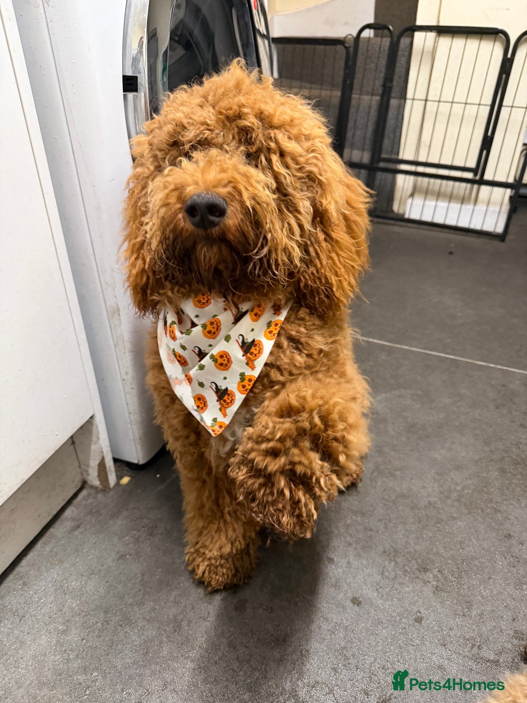 Cockapoo dogs for sale: Beautiful Red Cockapoo, Rehome (No Fault His Own) - Advert 2