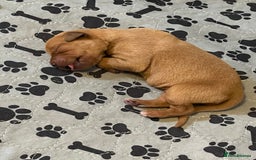 Mixed Breed dogs for sale: Vizslador puppies - Image 5