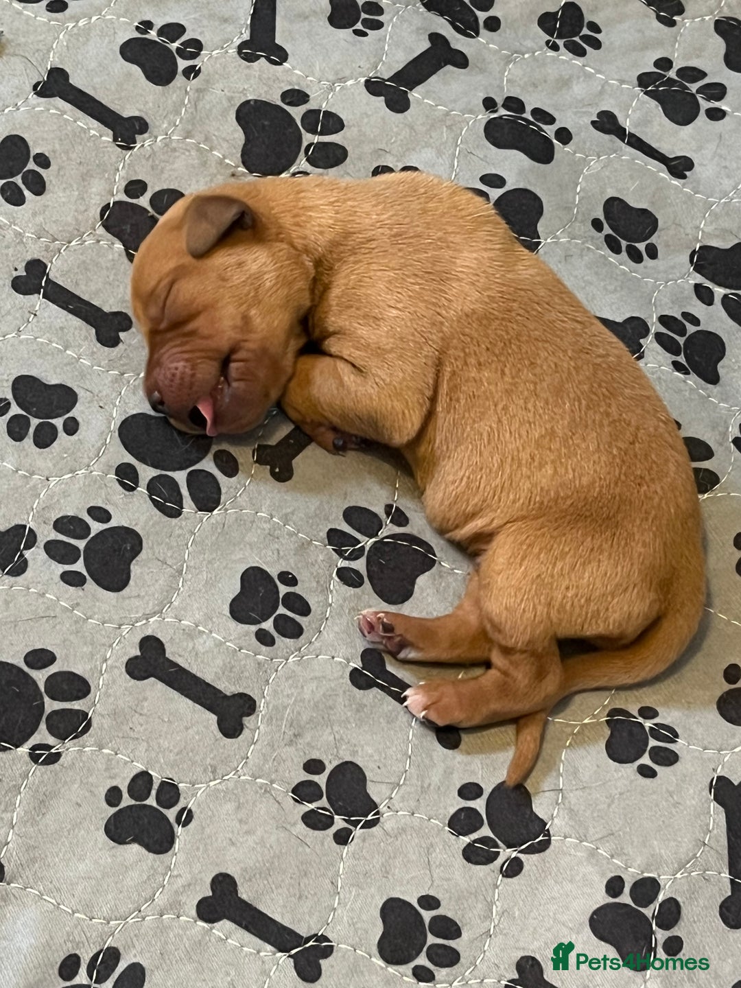 Mixed Breed dogs for sale: Vizslador puppies - Image 5