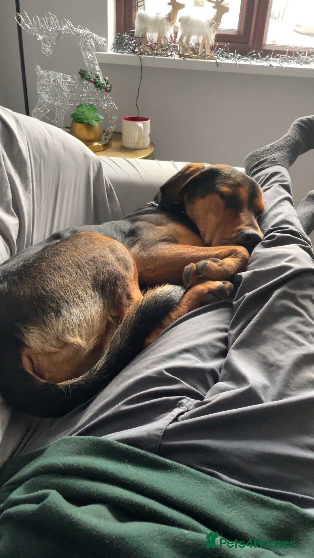 Border Collie dogs for sale: Collie X Huntaway Pups - Advert 4