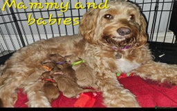 Cockapoo dogs for sale: Beautiful F2 cockapoos  - Image 1