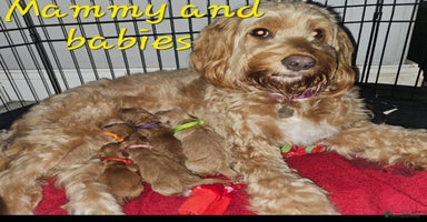 Cockapoo dogs - Advert 10