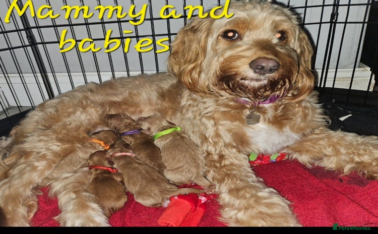 Cockapoo dogs - Advert 16