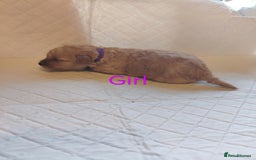 Shihpoo dogs for sale: 6 shihpoo puppies boys and girls avail - Image 3