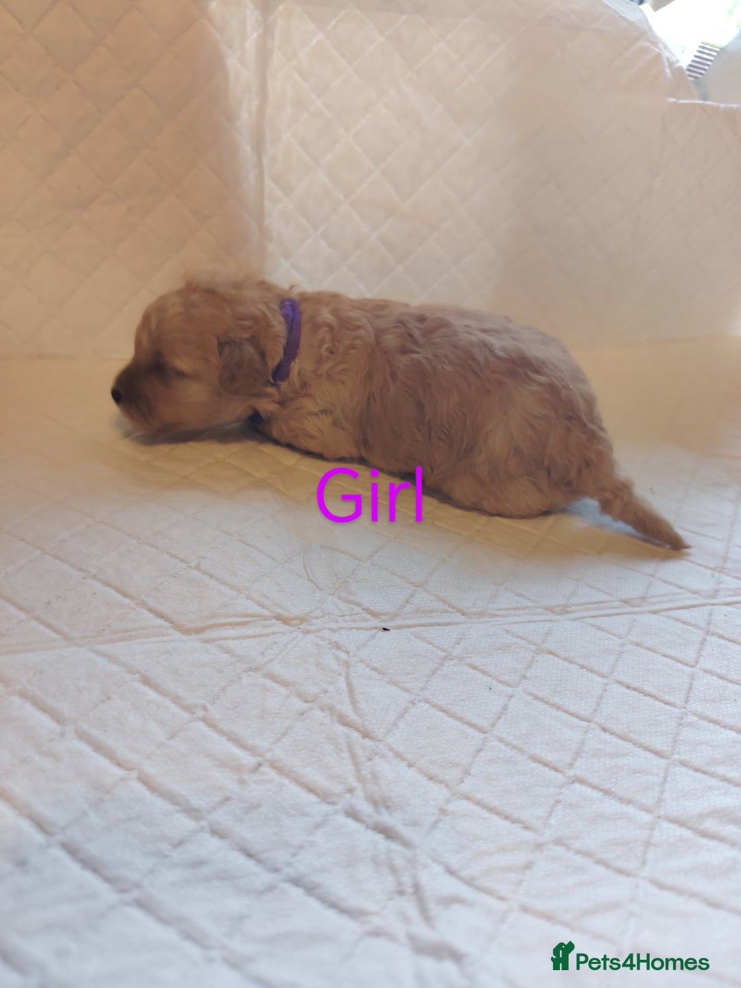 Shihpoo dogs for sale: 6 shihpoo puppies boys and girls avail - Image 3
