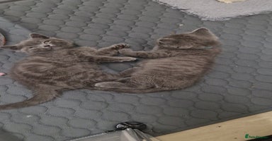 British Shorthair cats - Advert 14