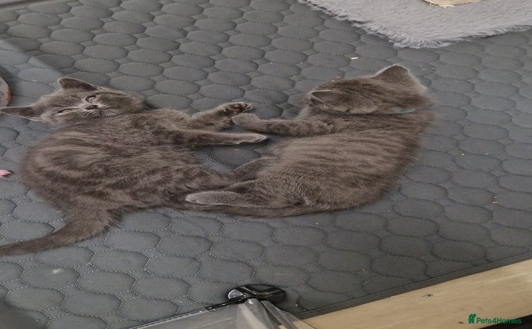 British Shorthair cats - Advert 6