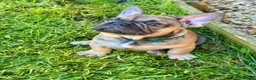 French Bulldog dogs for sale: 🔥Last 2boys French Bulldog ready to leave now🔥 - Advert 11