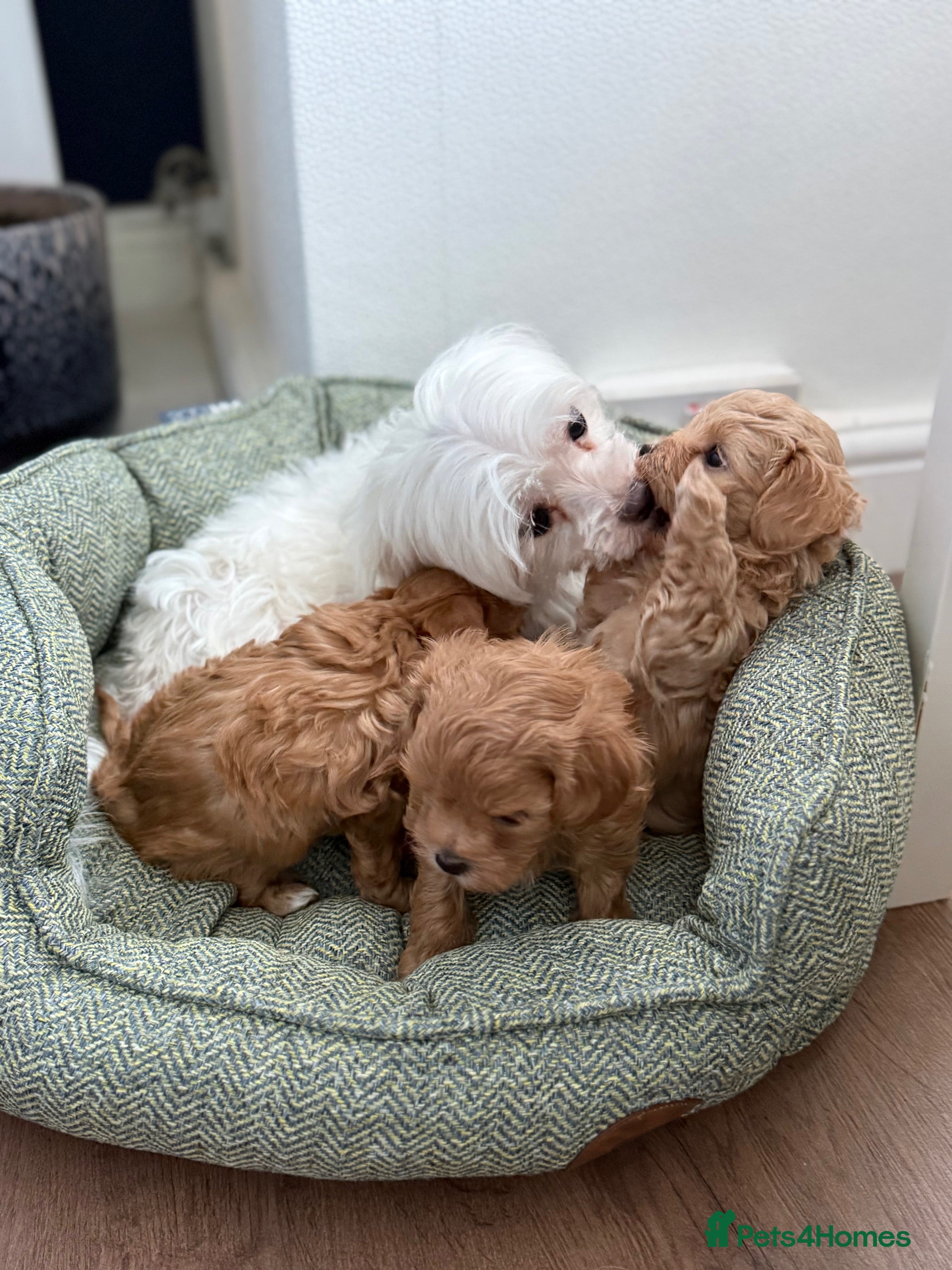 Maltipoo dogs Maltipoo f1 Maltese mum x Asian poodle dad - Advert 2