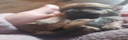 Chihuahua dogs for sale: Chihuahua  - Advert 32