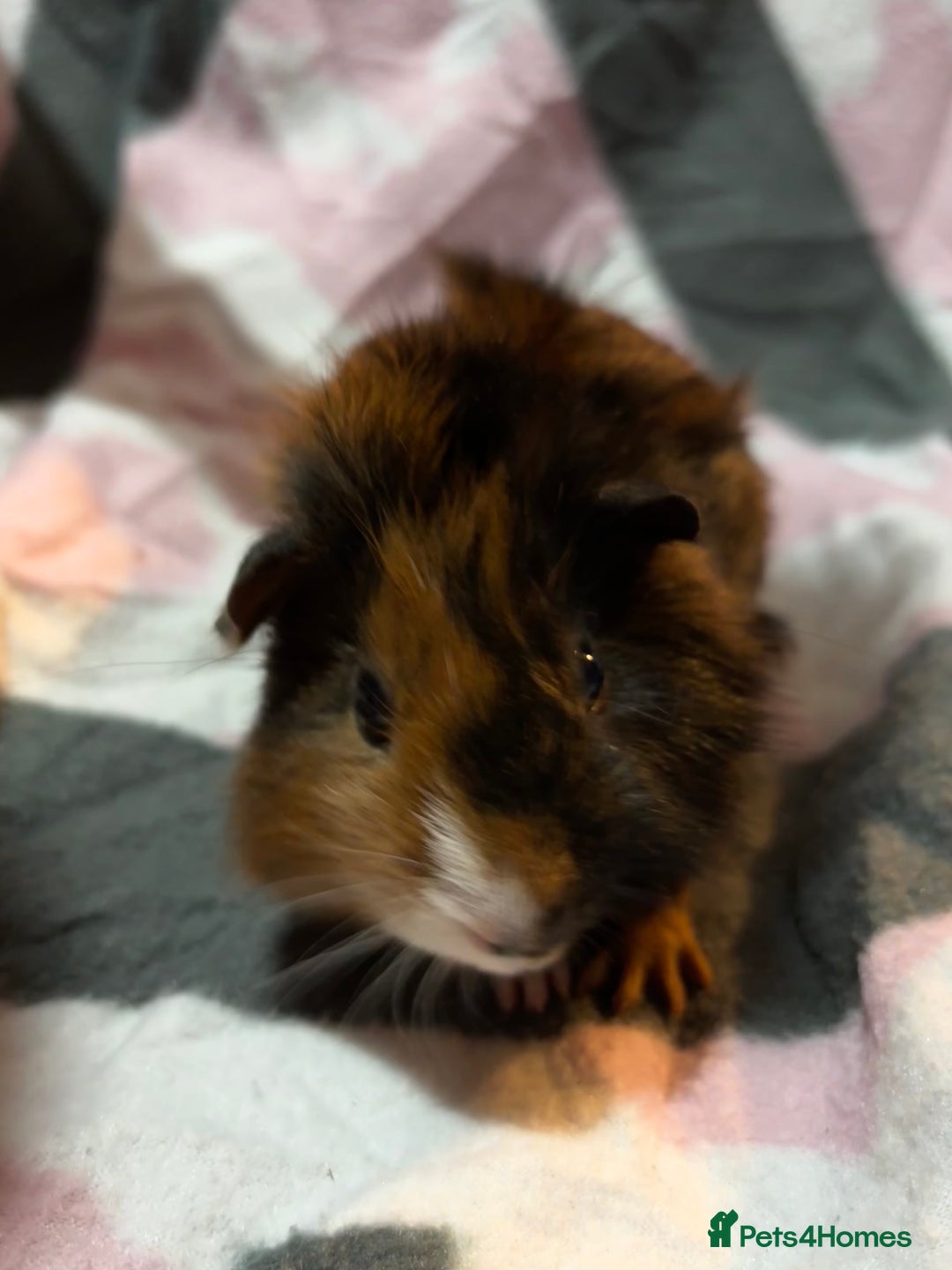Guinea Pig rodents for sale: X3 baby girls x1 boy guinea pigs. - Image 9