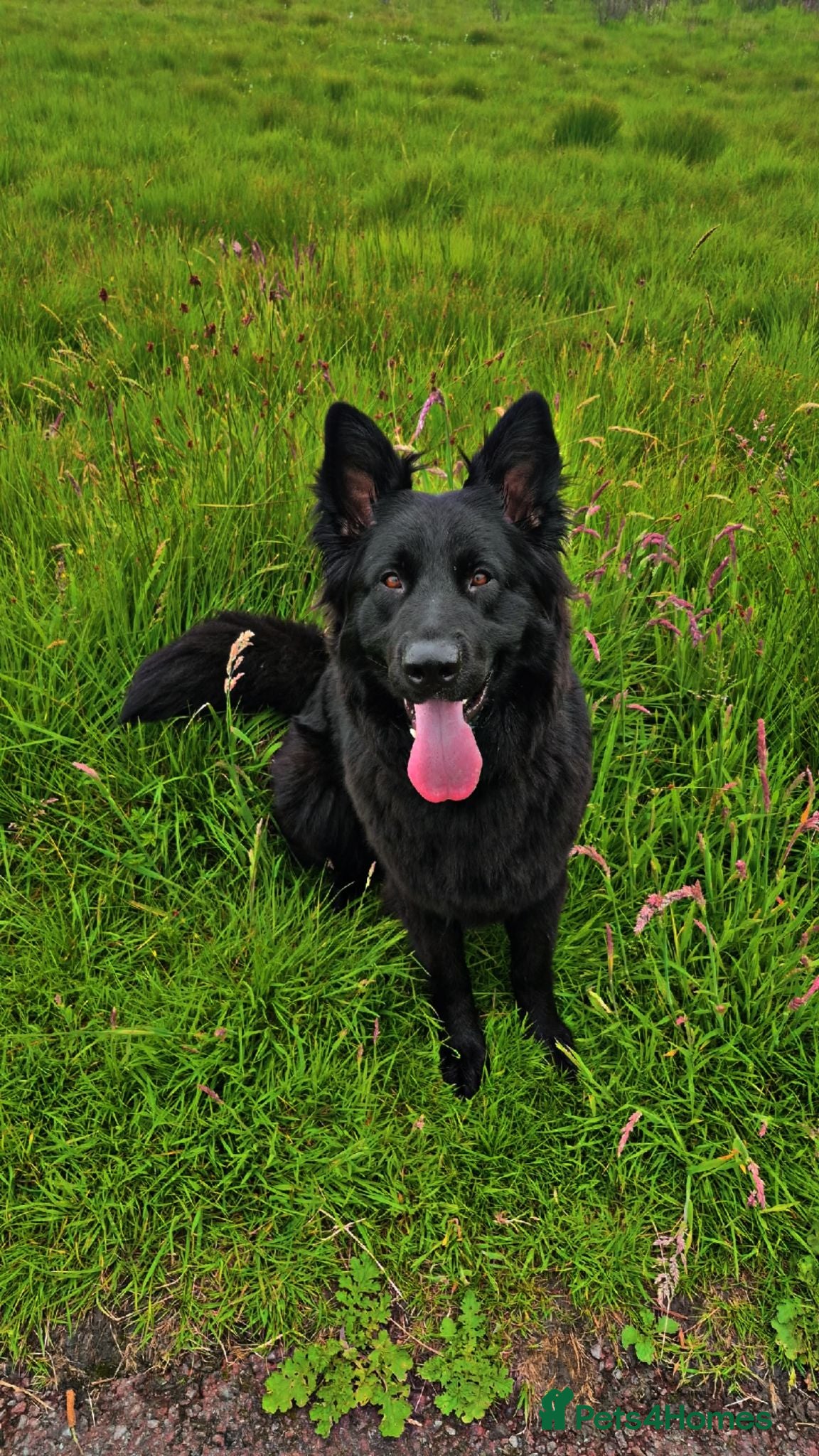 German Shepherd dogs KC Black GSD - Advert 1
