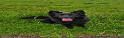 German Shepherd dogs for sale: KC Black GSD - Advert 1