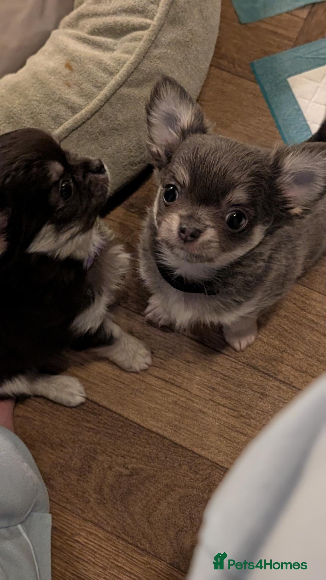 Chihuahua dogs 5⭐ KC reg Tiny long hair chihuahua  - Advert 1