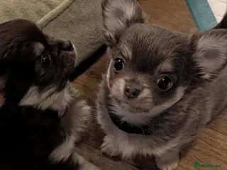 Chihuahua dogs 5⭐ KC reg Tiny long hair chihuahua - Advert 1