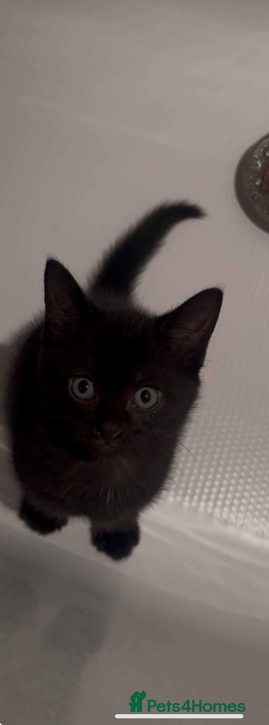 Mixed Breed cats for sale: 12-Week-Old Kittens Ready for Their Forever Homes - Image 5