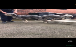 Bedlington Terrier dogs for stud: Bedlington terrier for std in Barnsley - Image 12