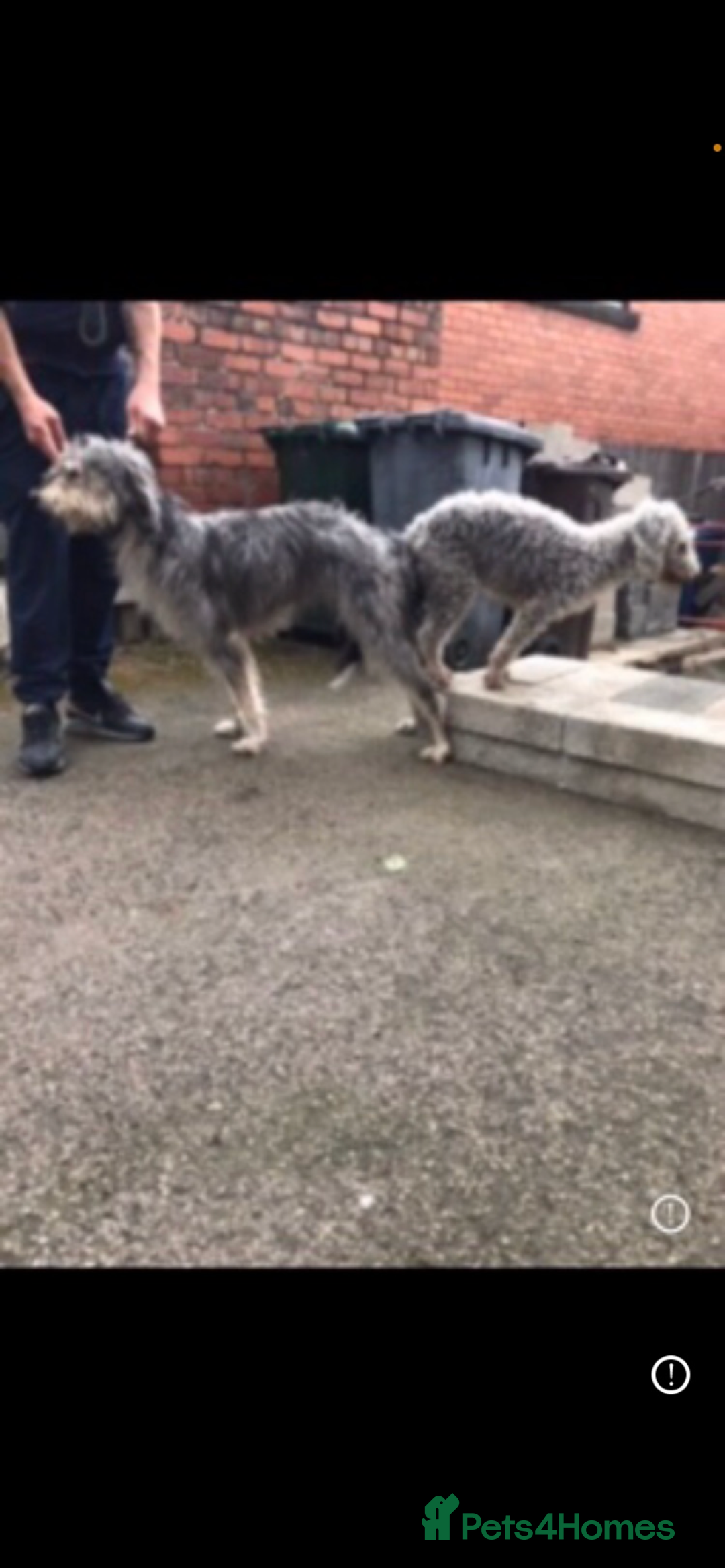 Bedlington Terrier dogs for stud: Bedlington terrier for std in Barnsley - Image 12