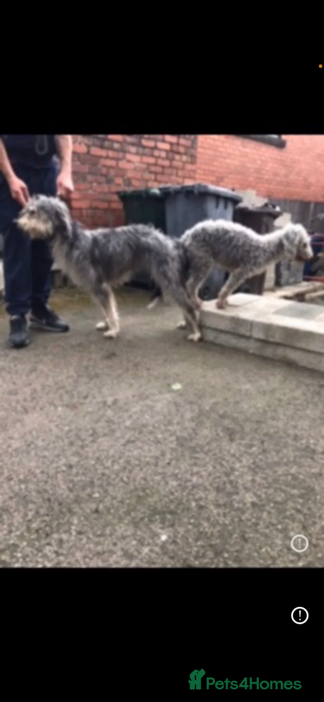 Bedlington Terrier dogs for stud: Bedlington terrier for std in Barnsley - Advert 12