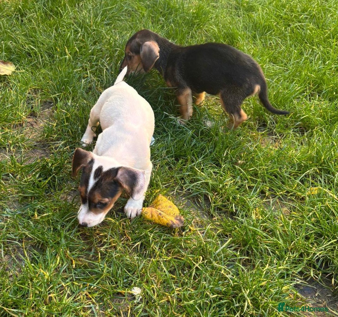 Jack Russell dogs for sale: Jack Russell Puppies - Image 4