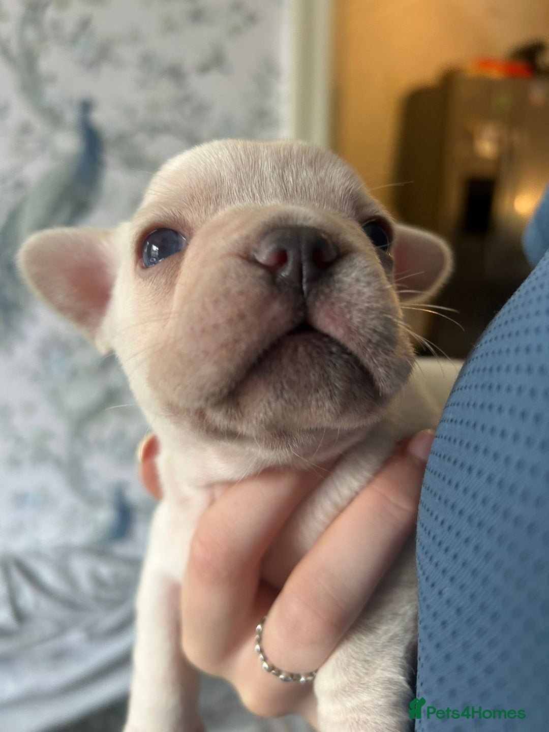 French Bulldog dogs for sale: REDUCED French Bull Dog Pups  - Image 11