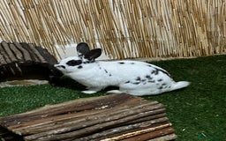 Mixed Breed rabbits for sale: 1 year old rabbit  - Image 1