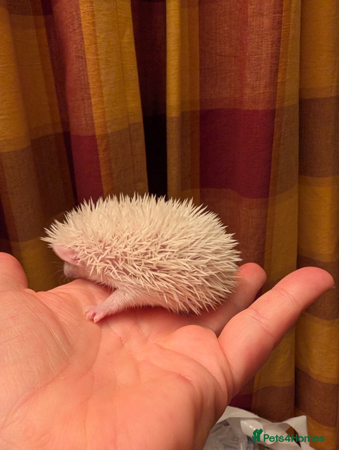 Pygmy Hedgehog rodents for sale: Lovely baby boys  - Advert 3