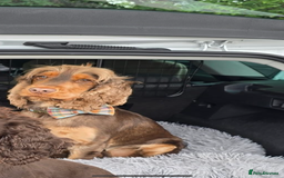 Cocker Spaniel dogs for sale: ✨ Show Cocker Spaniel pups ✨ - Image 24