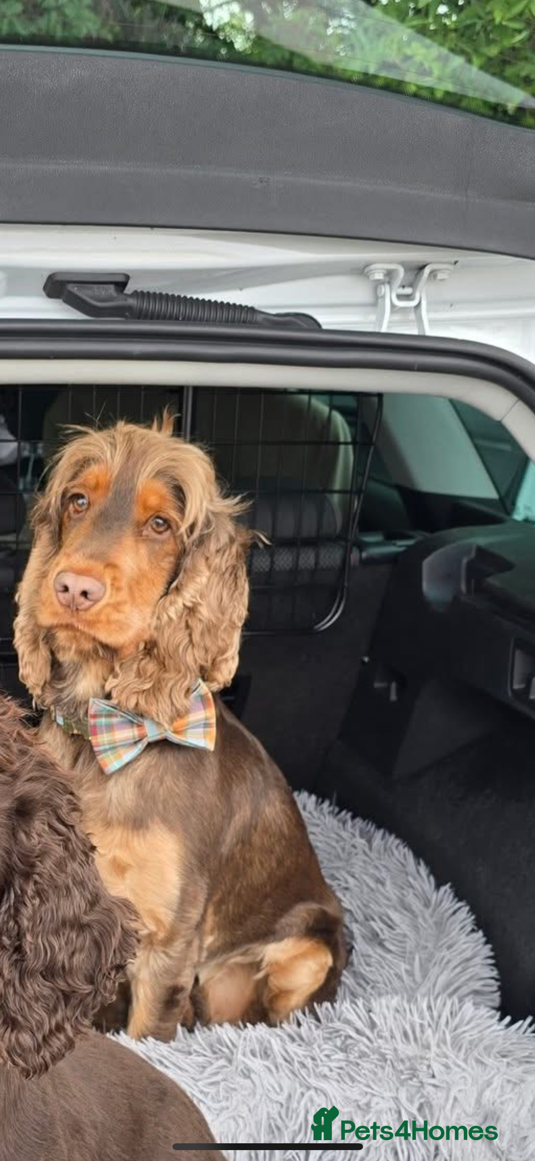 Cocker Spaniel dogs for sale: ✨ Show Cocker Spaniel pups ✨ - Image 24