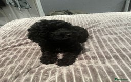 Mixed Breed dogs for sale: Beautiful miniature x toy poodle puppies - Image 1