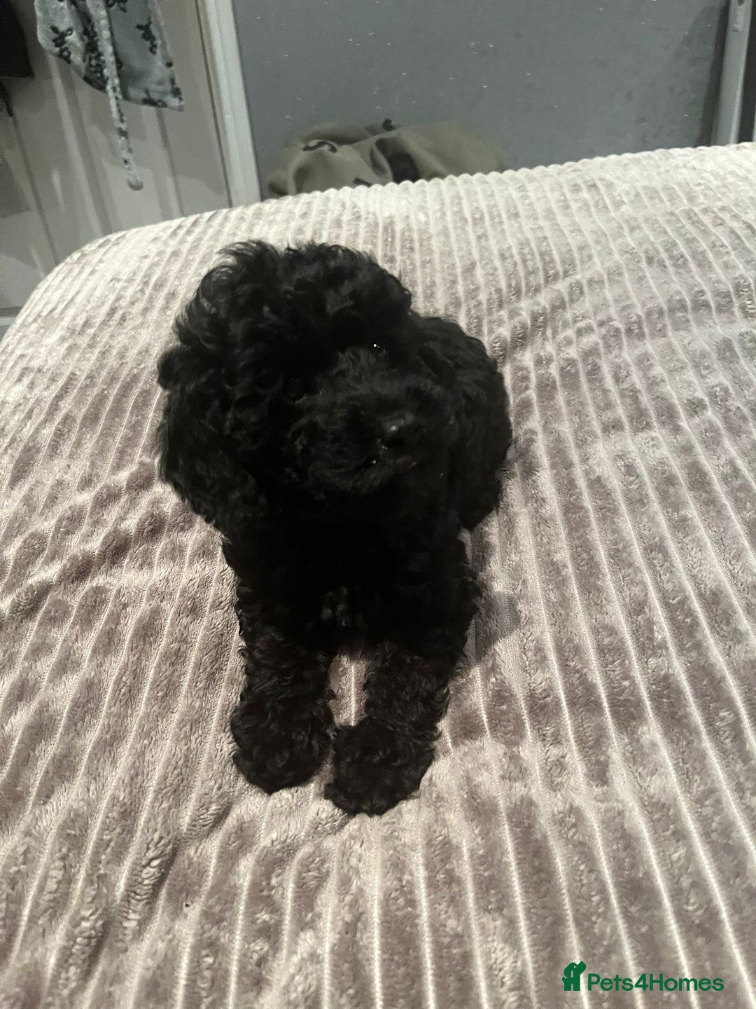 Mixed Breed dogs for sale: Beautiful miniature x toy poodle puppies - Image 1