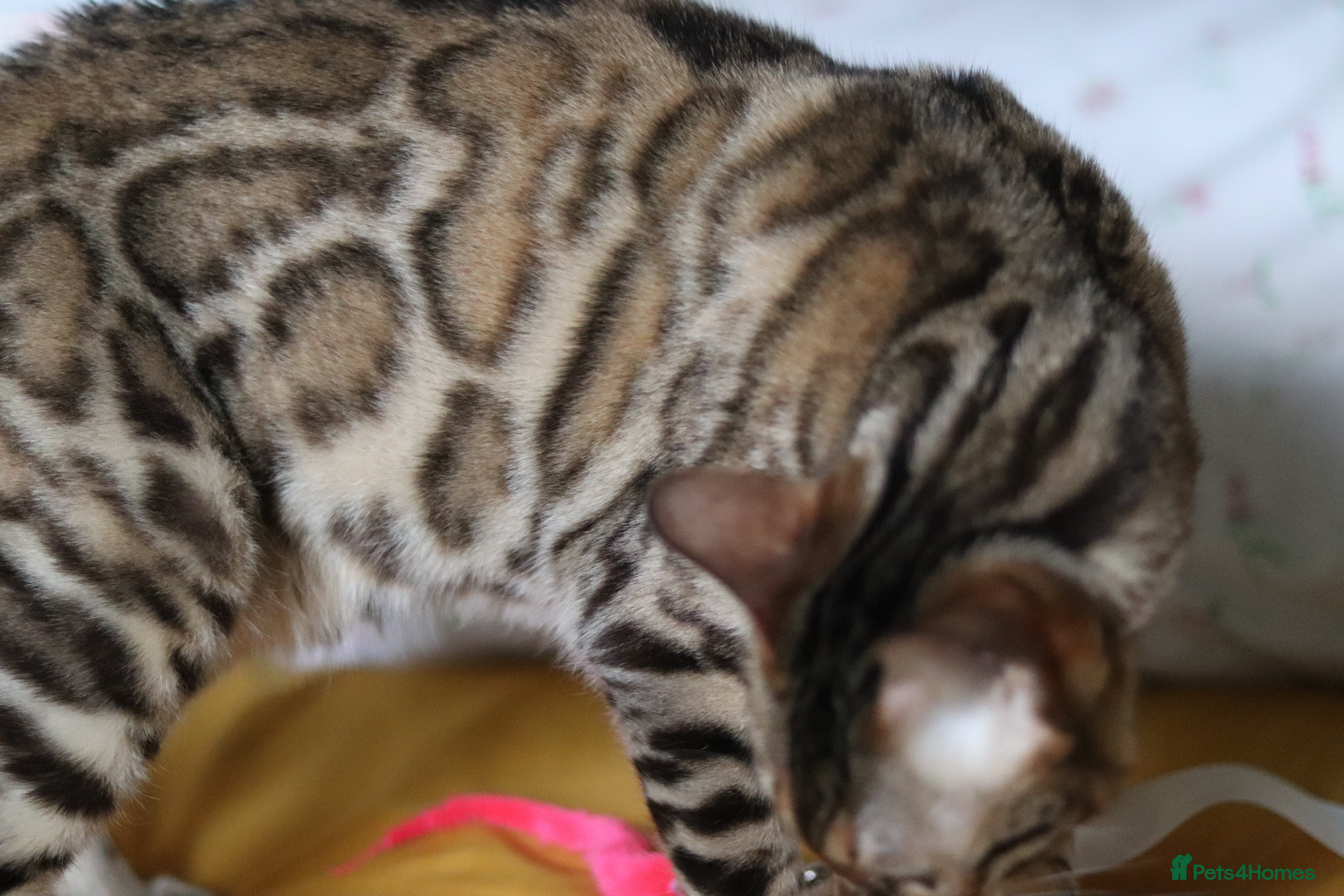 Bengal cats Imported Seal Sepia Bengal Queen–GCCF&TICA Active - Advert 1