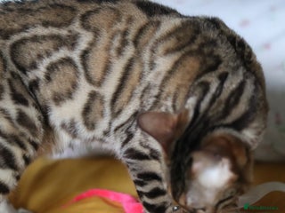 Bengal cats Imported Seal Sepia Bengal Queen–GCCF&TICA Active - Advert 1