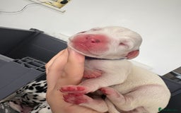 Dalmatian dogs for sale: 8 Gorgeous Dalmatian Puppies - Image 7