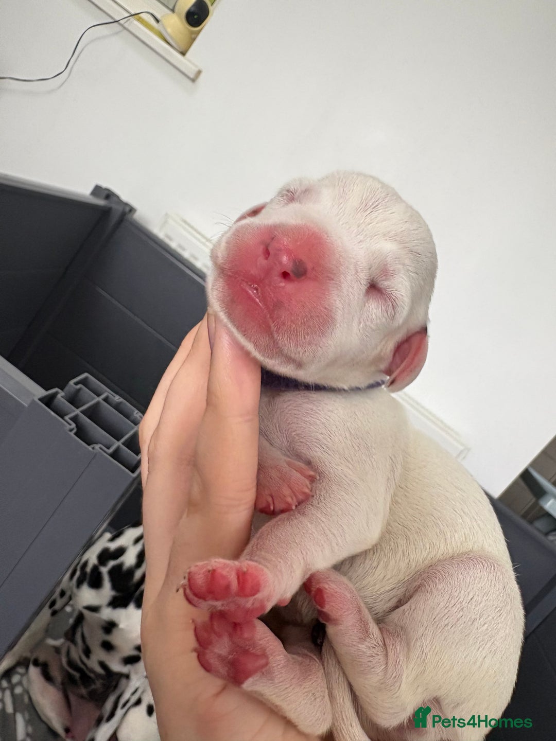 Dalmatian dogs for sale: 8 Gorgeous Dalmatian Puppies - Image 7