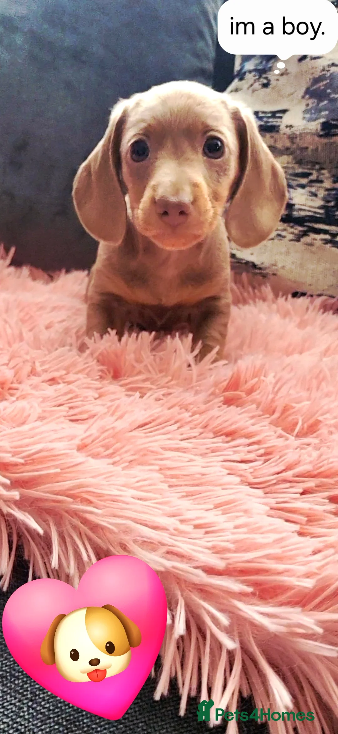 Miniature Dachshund dogs for sale: Minature dachshunds puppies "7 weeks old" - Advert 9