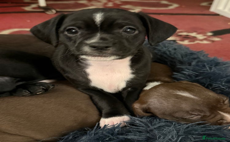 Mixed Breed dogs - Advert 16