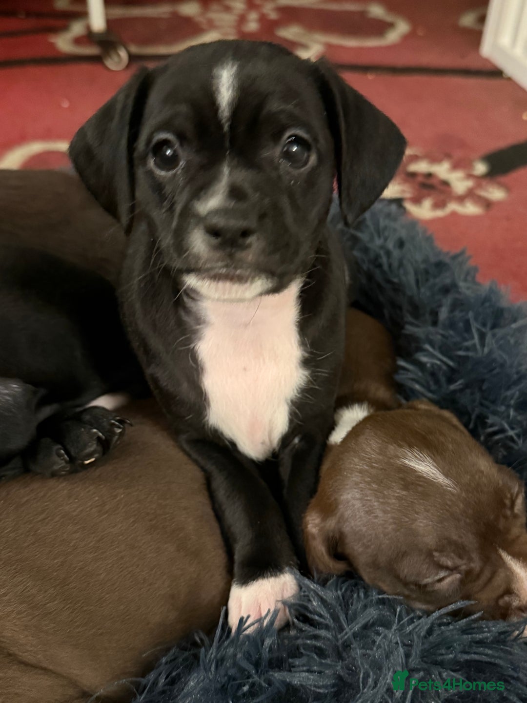 Mixed Breed dogs for sale: Frocks  - Image 1
