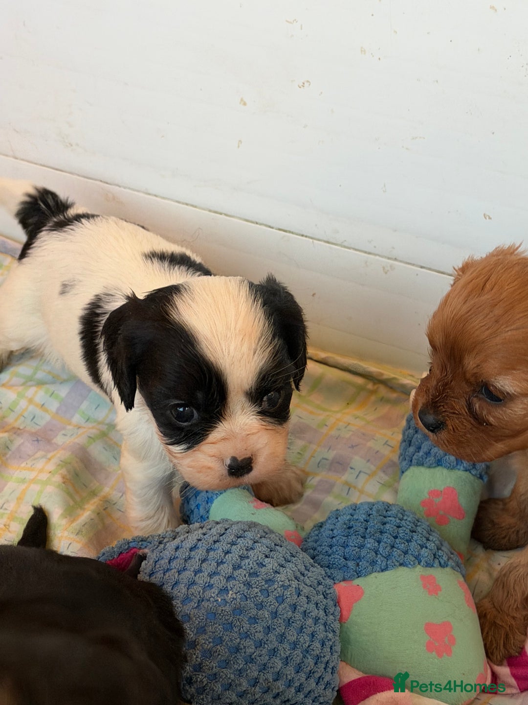 Cavapoo dogs for sale: Stunning cavapoo puppies ready 9th January  - Advert 11