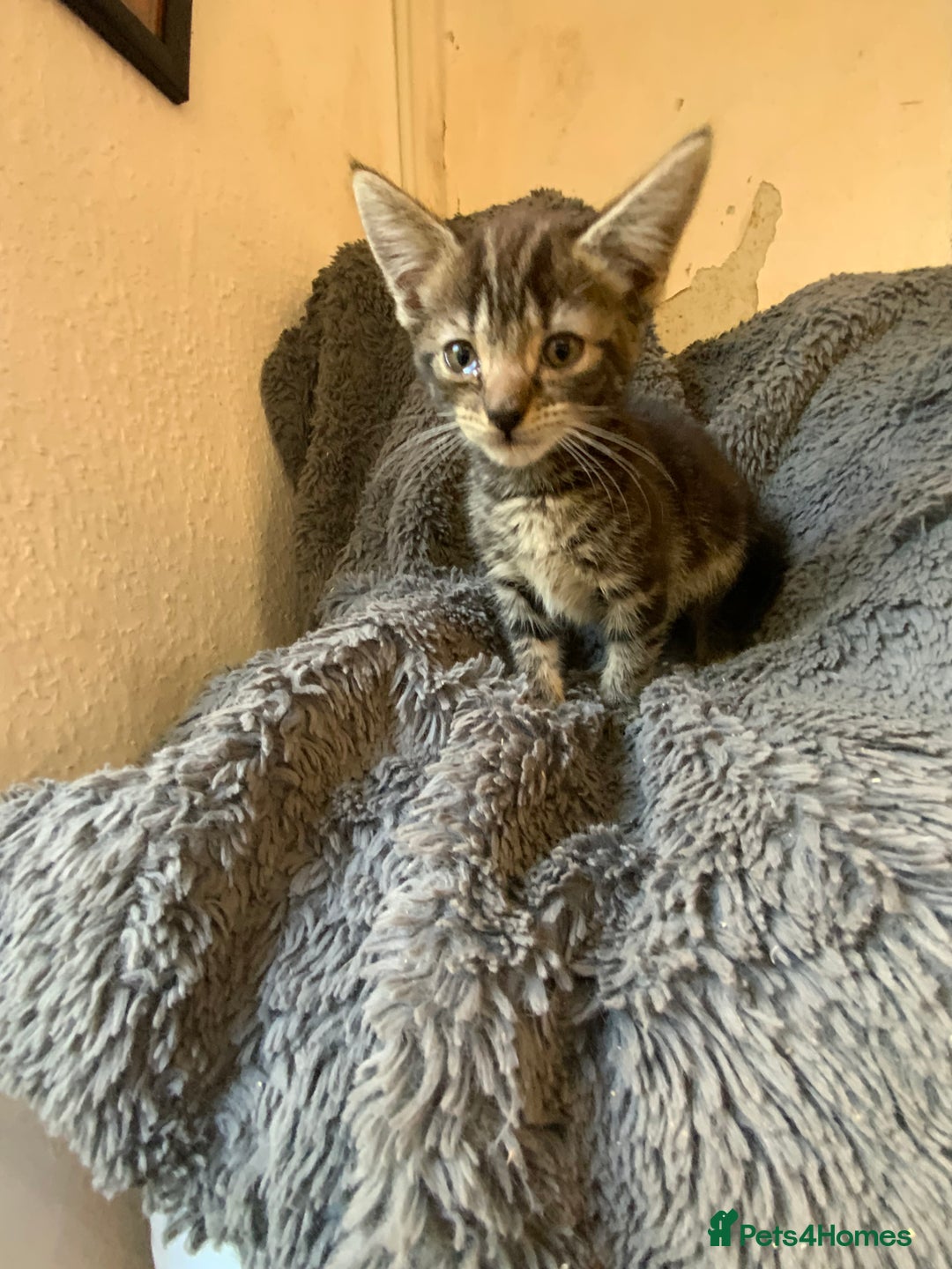 Mixed Breed cats for sale: Adorable Kittens  - Image 6