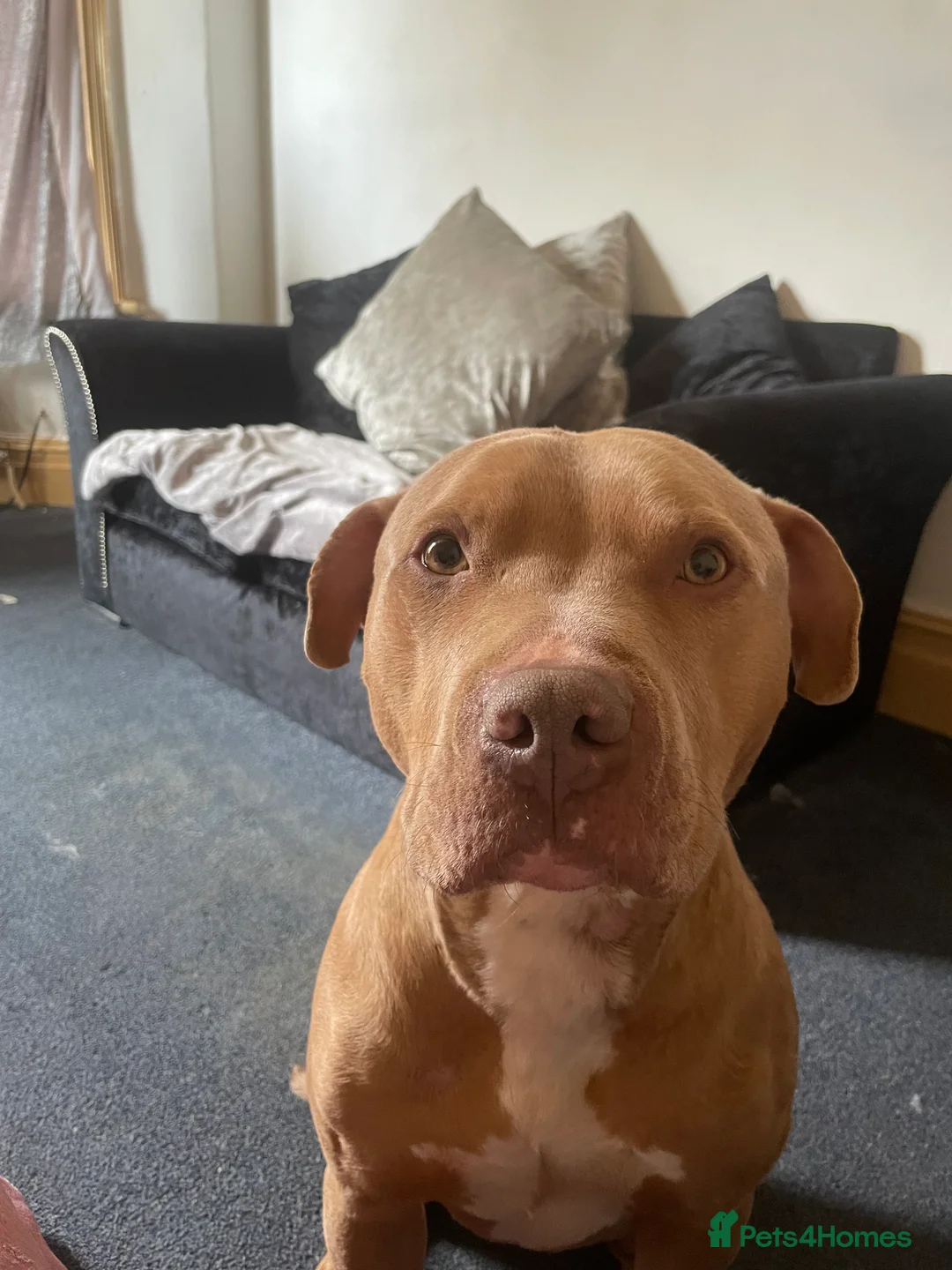 Mixed Breed dogs for sale: Staffy cross - Advert 1