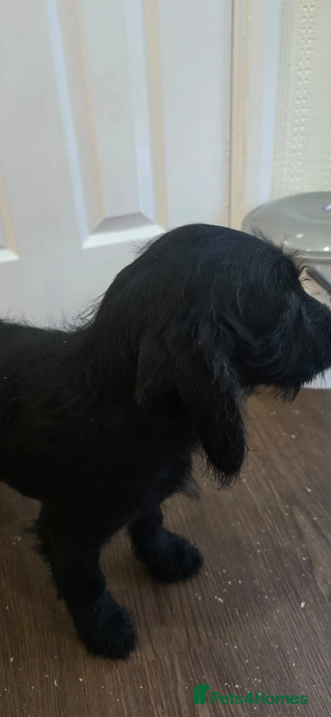 Goldendoodle dogs for sale: Goldendoodle puppys in Chichester - Advert 11