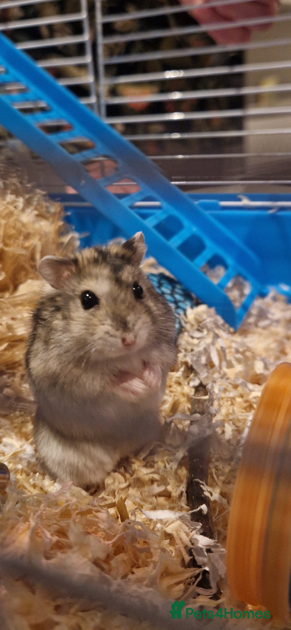 Hamster rodents Winter White Dwarf Hamster - Advert 14