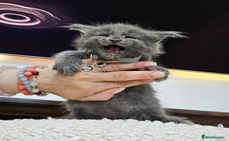 Maine Coon cats - Advert 8