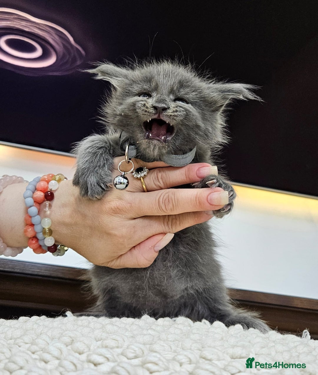 Maine Coon cats for sale: Tica registered maine coon giants kittens £1300 - Image 1