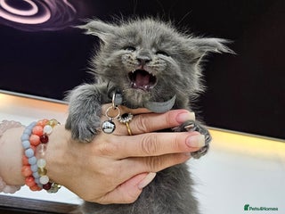 Maine Coon cats - Advert 25