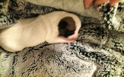 Mixed Breed dogs for sale: Cute litter of puppies  - Image 11