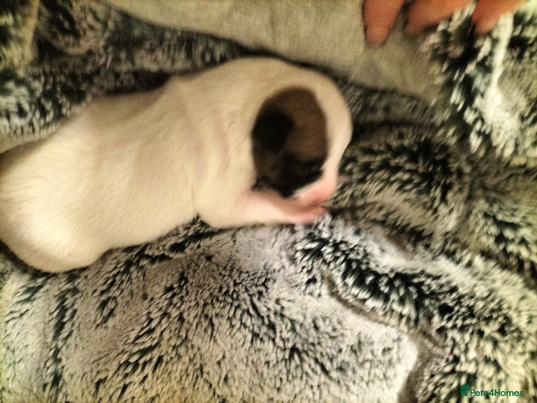 Mixed Breed dogs for sale: Cute litter of puppies  - Image 11