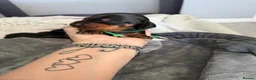 Miniature Dachshund dogs for sale: 6x miniature dachshund puppies - Advert 35