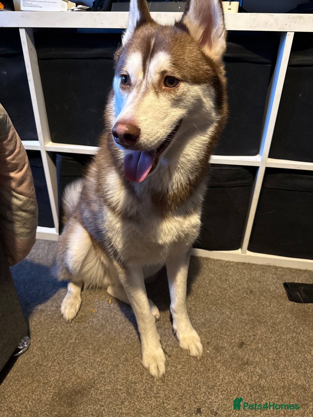 Siberian Husky dogs for sale: Ghost  - Advert 1